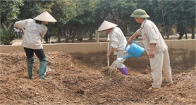 Văn Yên: Liên kết để phát triển bền vững cây sắn